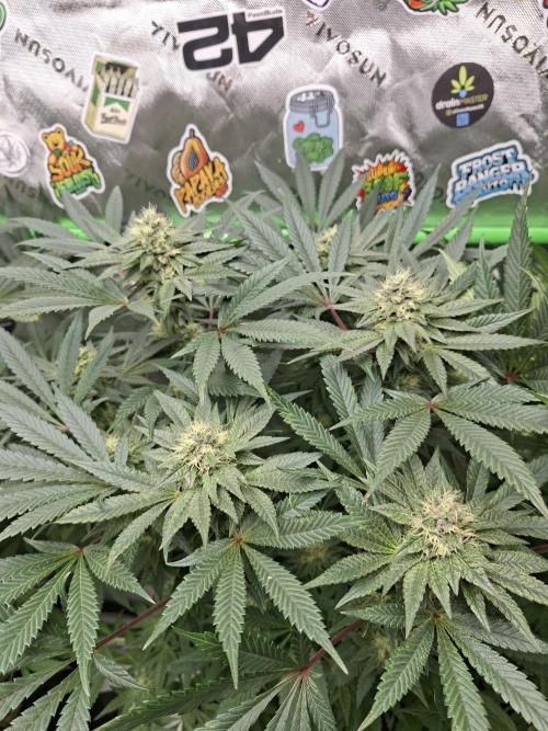 Biscotti Gelato 🍪 🍦. Week 7