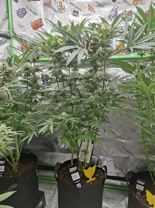 Biscotti Gelato 🍪 🍦. Week 7