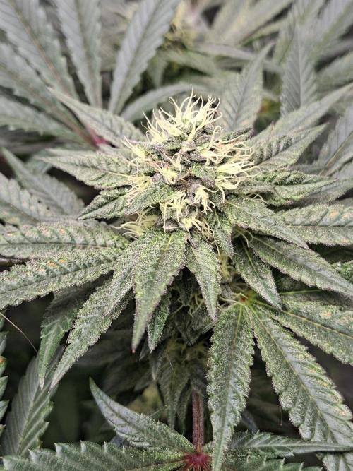 Biscotti Gelato 🍪 🍦. Week 7