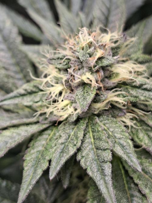 Biscotti Gelato 🍪 🍦. Week 7