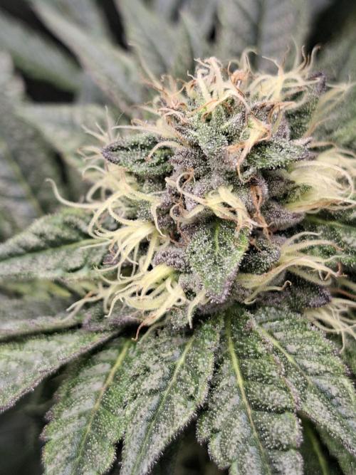 Biscotti Gelato 🍪 🍦. Week 7