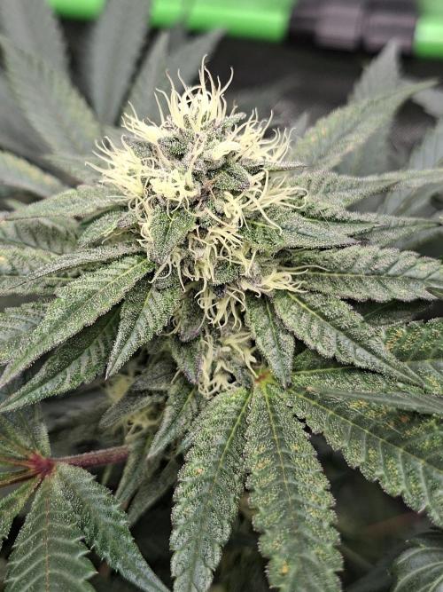 Biscotti Gelato 🍪 🍦. Week 7