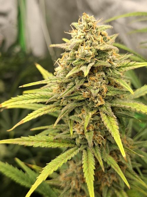 Apple Strudel 🍎🥧. Week 7