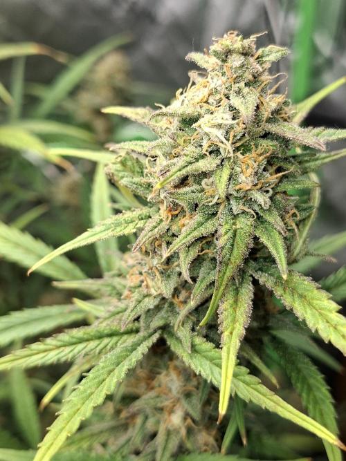 Apple Strudel 🍎🥧. Week 7