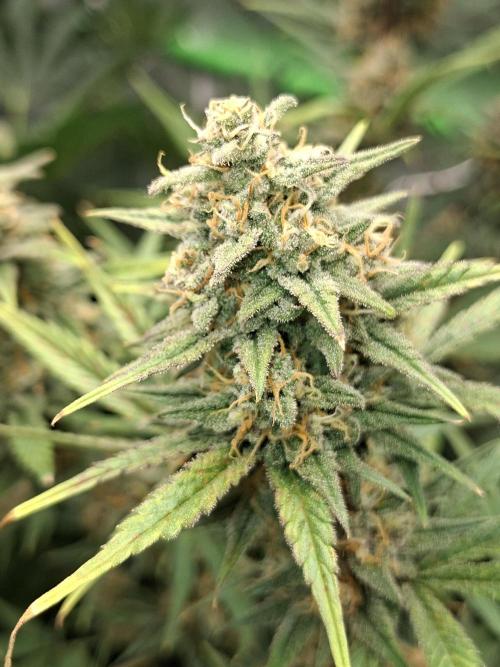 Apple Strudel 🍎🥧. Week 7