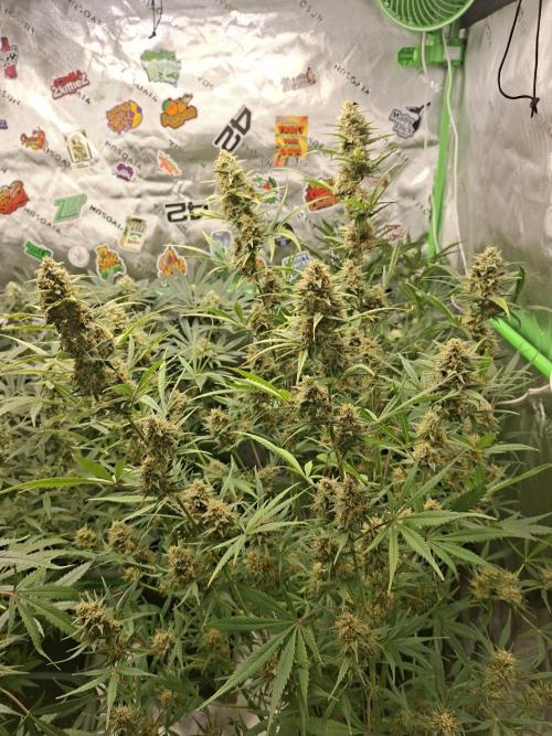 Apple Strudel 🍎🥧. Week 7