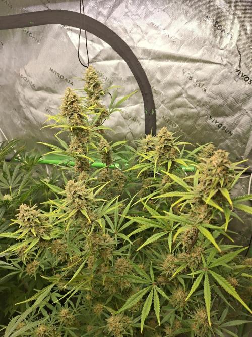 Apple Strudel 🍎🥧. Week 7