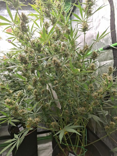 Apple Strudel 🍎🥧. Week 7