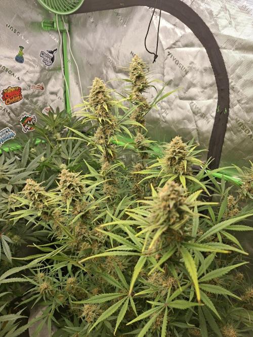 Apple Strudel 🍎🥧. Week 7