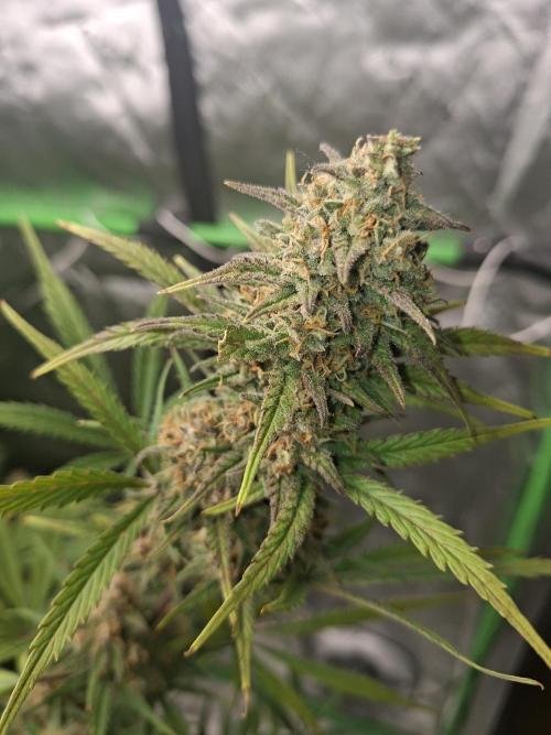 Apple Strudel 🍎🥧. Week 8