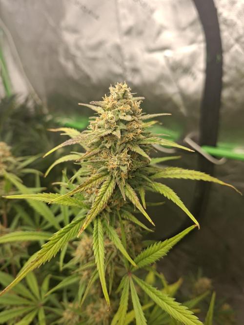 Apple Strudel 🍎🥧. Week 8
