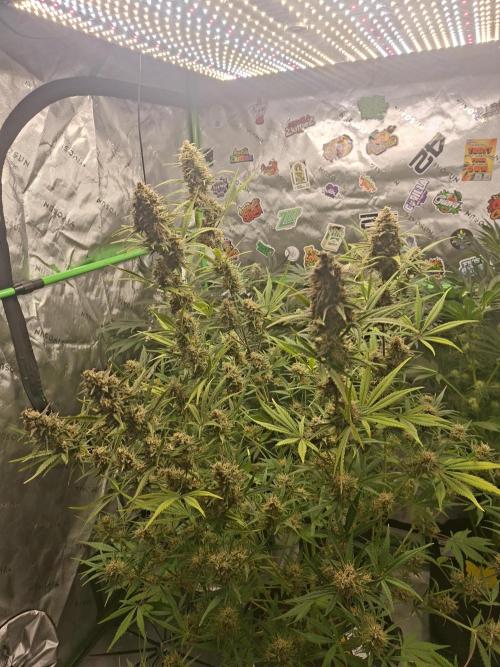 Apple Strudel 🍎🥧. Week 8