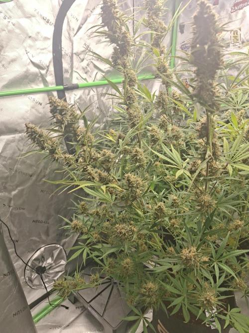 Apple Strudel 🍎🥧. Week 8