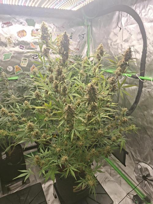 Apple Strudel 🍎🥧. Week 8