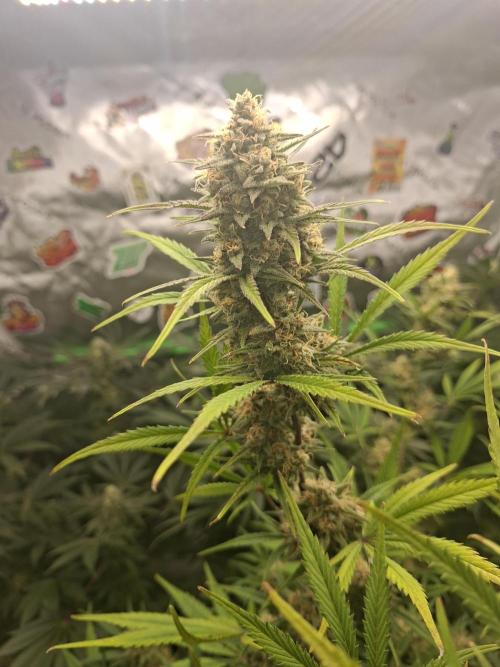 Apple Strudel 🍎🥧. Week 8