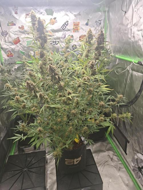 Apple Strudel 🍎🥧. Week 8