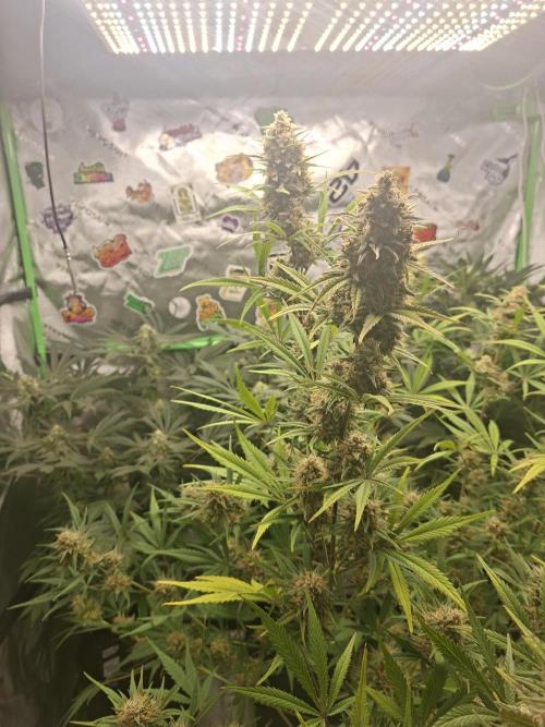 Apple Strudel 🍎🥧. Week 8