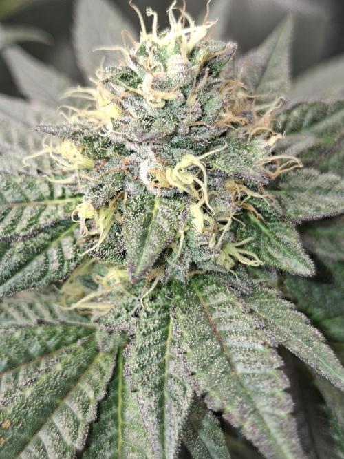 Biscotti Gelato 🍪 🍦. Week 8