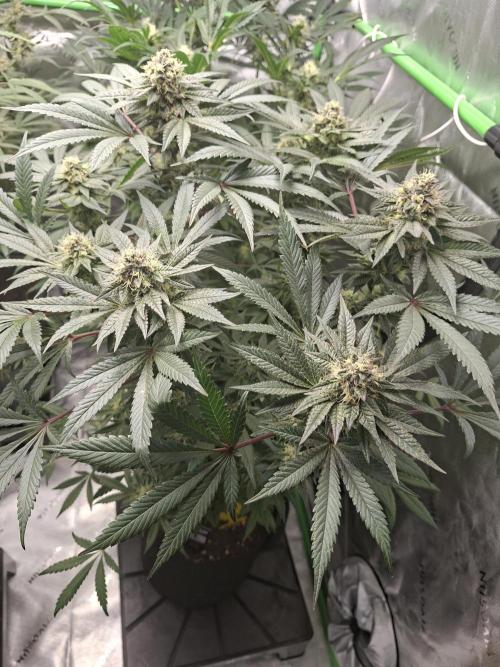 Biscotti Gelato 🍪 🍦. Week 8