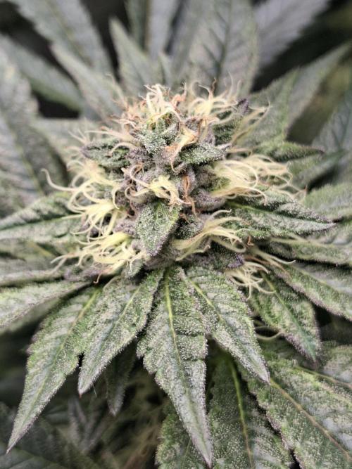 Biscotti Gelato 🍪 🍦. Week 8