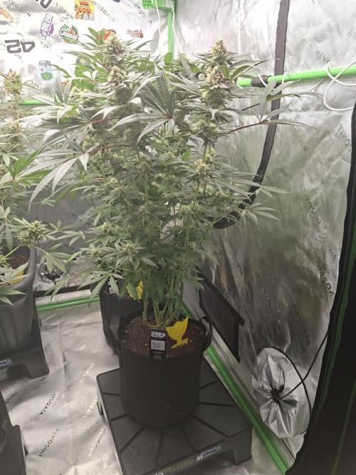 Biscotti Gelato 🍪 🍦. Week 8