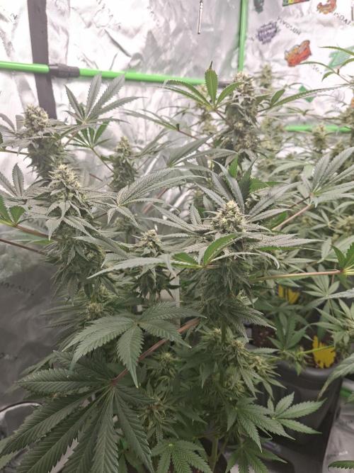 Papaya Sherbert 🌱🍧. Week 7