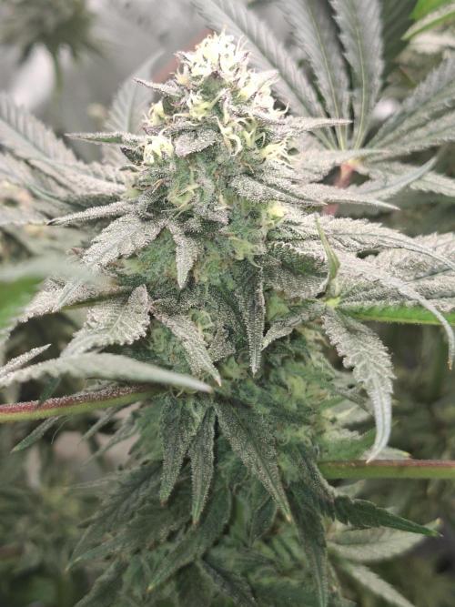 Papaya Sherbert 🌱🍧. Week 7