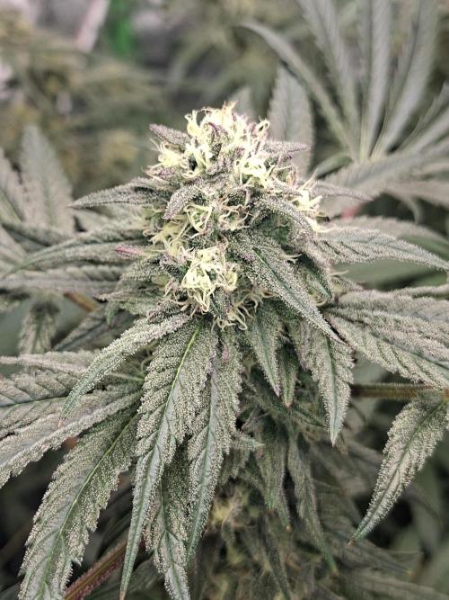 Papaya Sherbert 🌱🍧. Week 7