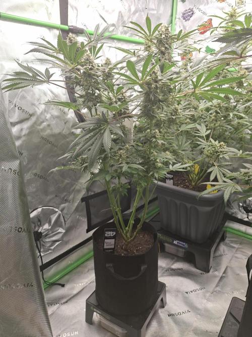 Papaya Sherbert 🌱🍧. Week 7