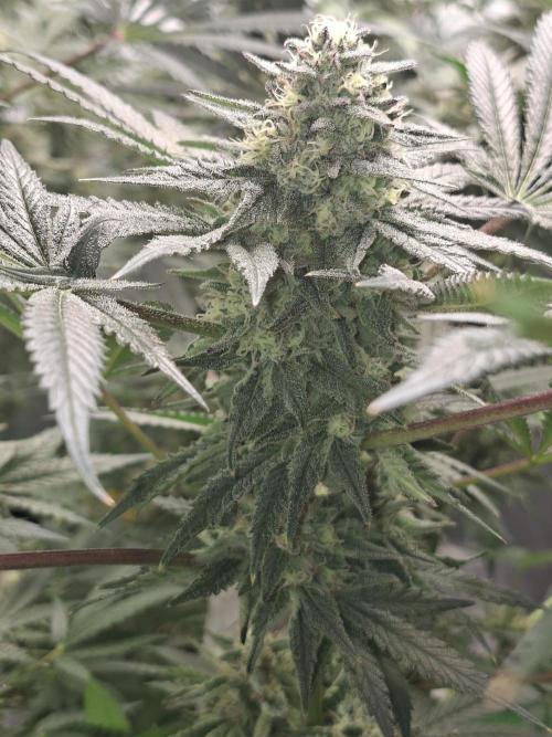 Papaya Sherbert 🌱🍧. Week 7