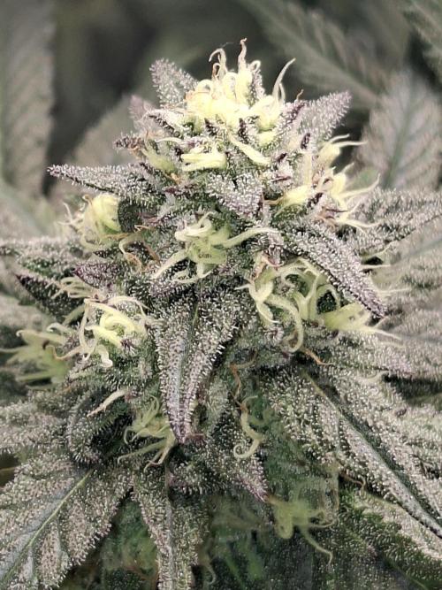 Papaya Sherbert 🌱🍧. Week 7