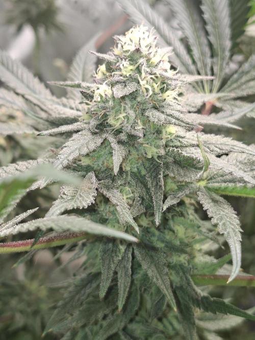 Papaya Sherbert 🌱🍧. Week 7