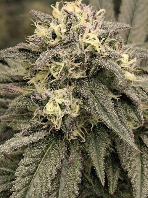 Papaya Sherbert 🌱🍧. Week 7