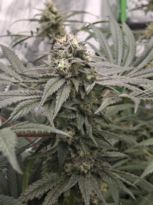 Papaya Sherbert 🌱🍧. Week 7