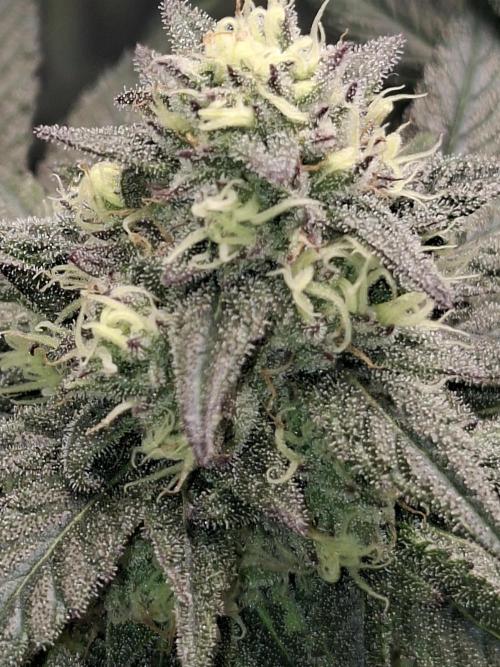 Papaya Sherbert 🌱🍧. Week 7