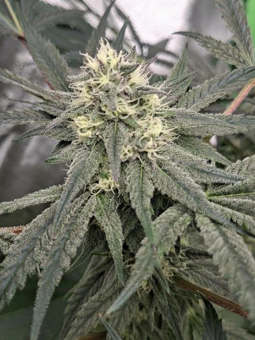 Papaya Sherbert 🌱🍧. Week 7