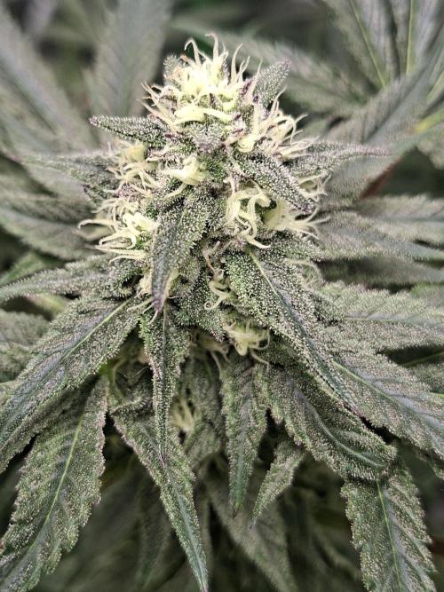 Papaya Sherbert 🌱🍧. Week 7