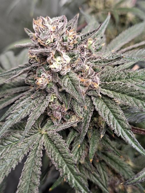 Papaya Sherbert 🌱🍧. Week 8 - Lets go 