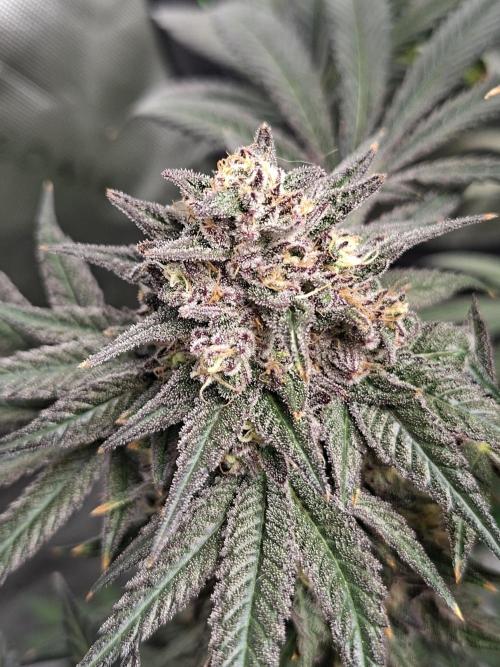 Papaya Sherbert 🌱🍧. Week 8