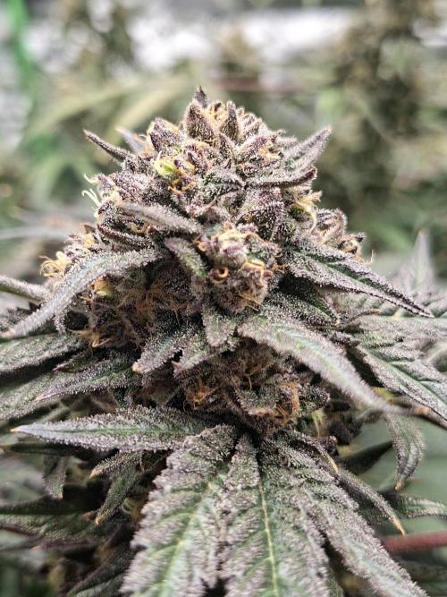 Papaya Sherbert 🌱🍧. Week 8