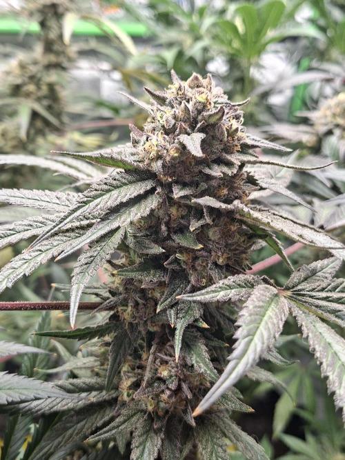 Papaya Sherbert 🌱🍧. Week 8