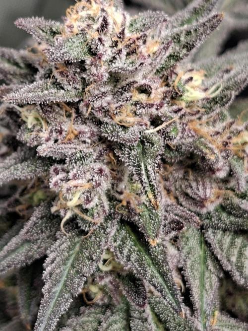 Papaya Sherbert 🌱🍧. Week 8