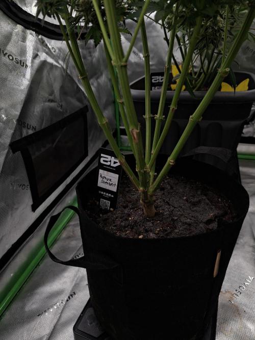 Papaya Sherbert 🌱🍧. Week 8