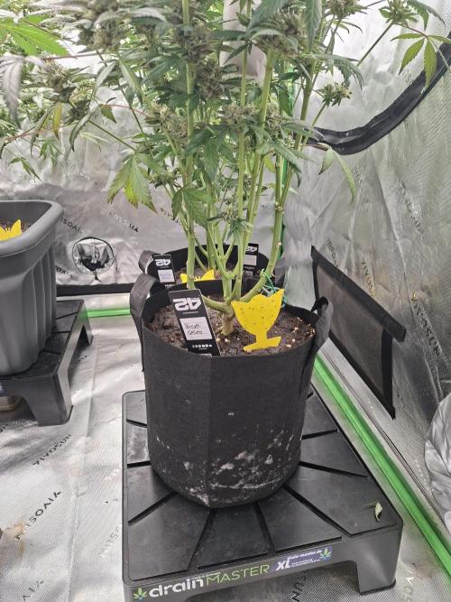 Biscotti Gelato 🍪 🍦. Week 9