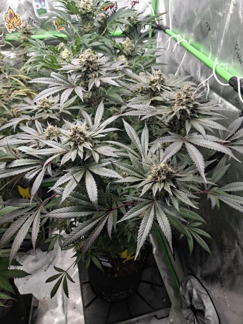 Biscotti Gelato 🍪 🍦. Week 9