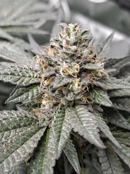 Biscotti Gelato 🍪 🍦. Week 9