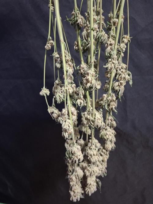 Biscotti Gelato 🍪 🍦. Week 10