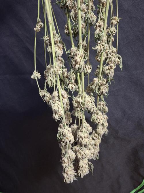 Biscotti Gelato 🍪 🍦. Week 10