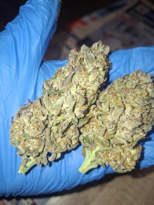 Papaya Sherbert 🌱🍧. Week 9