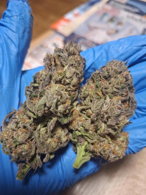 Papaya Sherbert 🌱🍧. Week 9